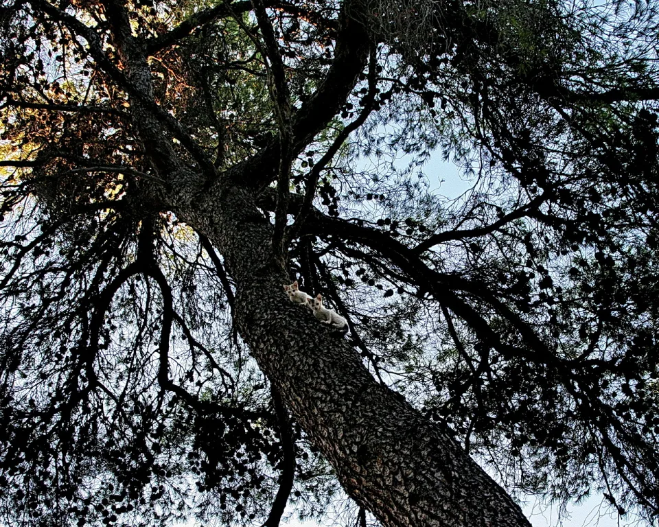 Blick von unten in eine Kiefer, auf dem Stamm sitzen zwei helle Kätzchen nebeneinander.