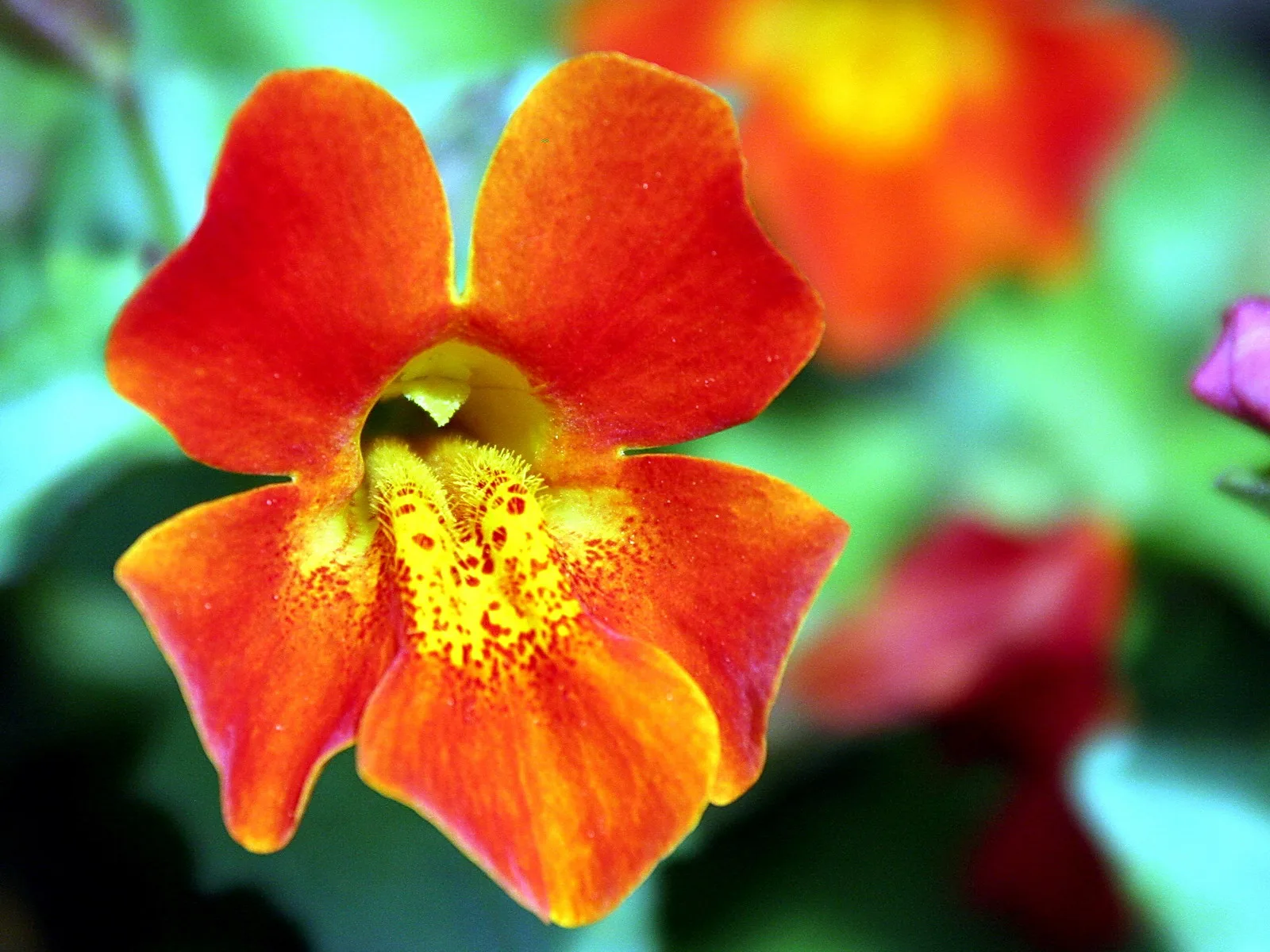 Nahaufnahme einer orangeroten Löwenmäulchenblüte mit gelbem, gepunktetem Schlund vor unscharfem grünem Hintergrund