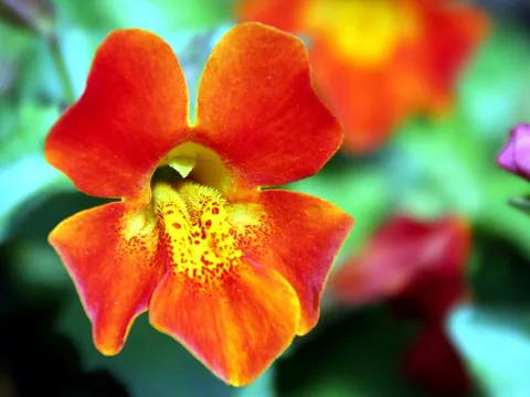 Nahaufnahme einer orangeroten Löwenmäulchenblüte mit gelbem, gepunktetem Schlund vor unscharfem grünem Hintergrund