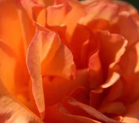 Nahaufnahme einer orangefarbenen Rosenblüte mit gewellten Blütenblättern im warmen Licht.