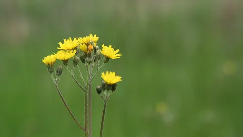 Mehrere gelbe Blütenköpfe und grüne Knospen an dünnen Stielen vor einem unscharfen grünen Hintergrund.