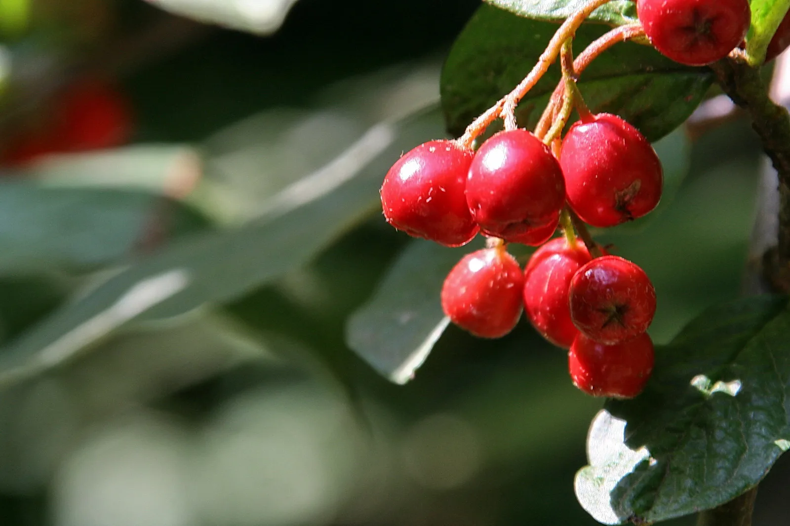 Mehrere leuchtend rote Beeren hängen an einem dünnen Zweig vor dunkelgrünem, unscharfem Laub.
