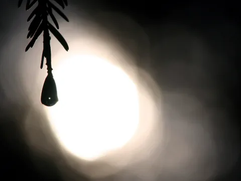 Dunkle Silhouette eines Nadelzweigs, an dessen Spitze ein Wassertropfen hängt, vor einem hell leuchtenden Lichtkreis.