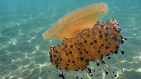 Gelbliche Qualle mit violetten Punkten schwimmt unter Wasser über sandigem Grund.