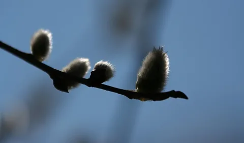 Dunkler Zweig mit flauschigen Weidenkätzchen vor unscharfem blauem Himmel, im Gegenlicht.