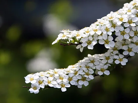 Zweige eines Strauchs mit vielen weißen Blüten mit gelben Staubgefäßen, diagonal ins Bild gezogen, im Hintergrund unscharfes Grün