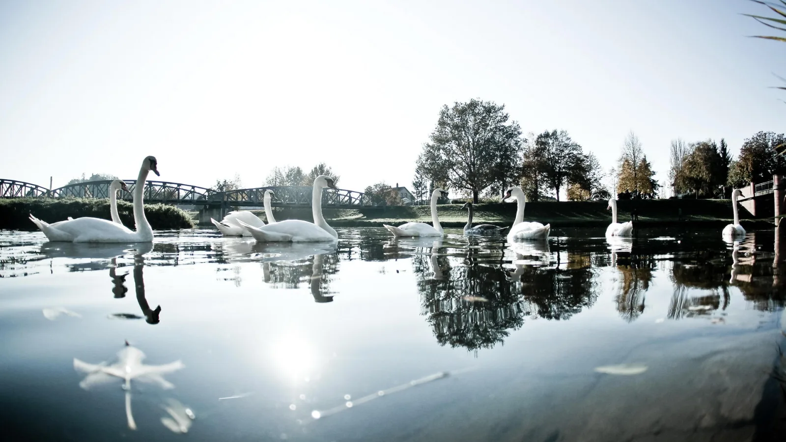 Mehrere weiße Schwäne schwimmen auf einem ruhigen Fluss, im Hintergrund eine Brücke, Bäume und ein Ufer mit Spiegelungen im Wasser.