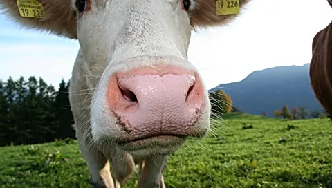 Nahaufnahme einer weiß-braunen Kuh mit rosafarbener Nase und gelber Ohrmarke, die in die Kamera blickt. Im Hintergrund eine grüne Weide, Nadelbäume und ein Bergrücken unter blauem Himmel.
