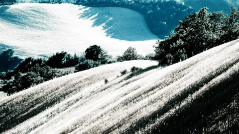 Sanfte Hügel mit hellem, im Gegenlicht glänzendem Gras, Baumgruppen am Hang und einem Feldweg im Hintergrund, in bläulich entsättigten Tönen.