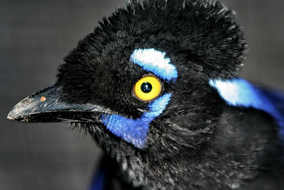 Nahaufnahme eines schwarzen Vogels mit gelbem Auge, blauen Federpartien am Kopf und Schnabel im Profil vor grauem Hintergrund