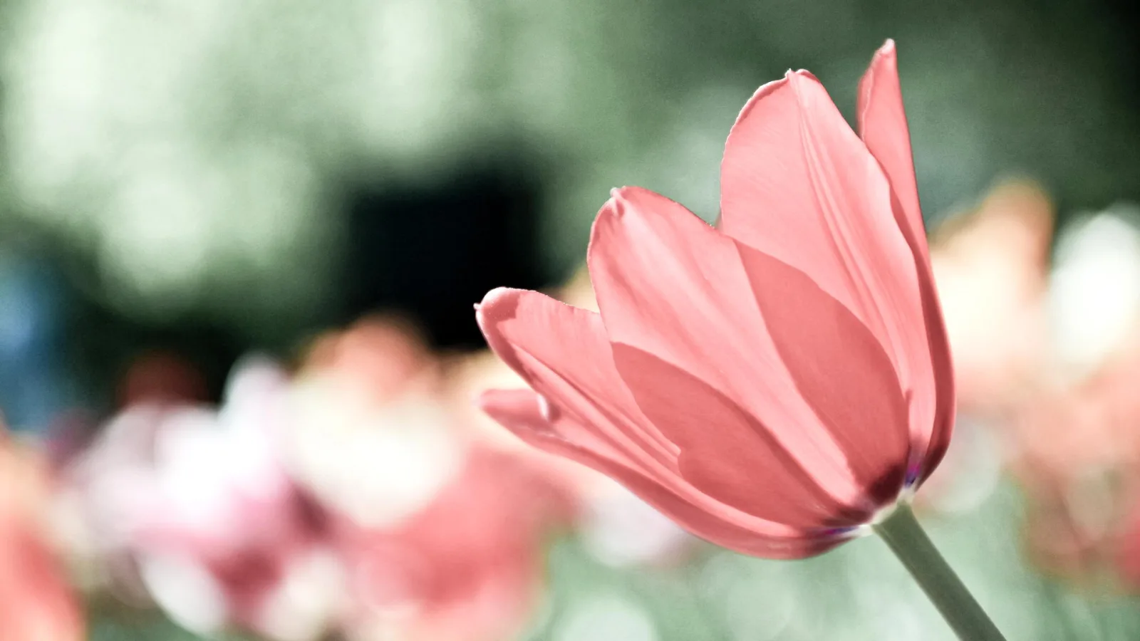 Eine einzelne rosafarbene Tulpe mit leicht transparenten Blütenblättern und grünem Stiel, rechts im Bild, vor einem stark unscharfen grünen und rosa Hintergrund.
