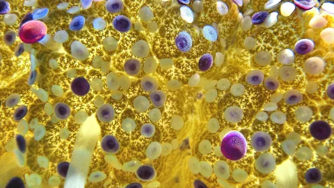 Nahaufnahme einer gelben, gemusterten Fläche mit vielen runden, hellen und violetten Punkten.
