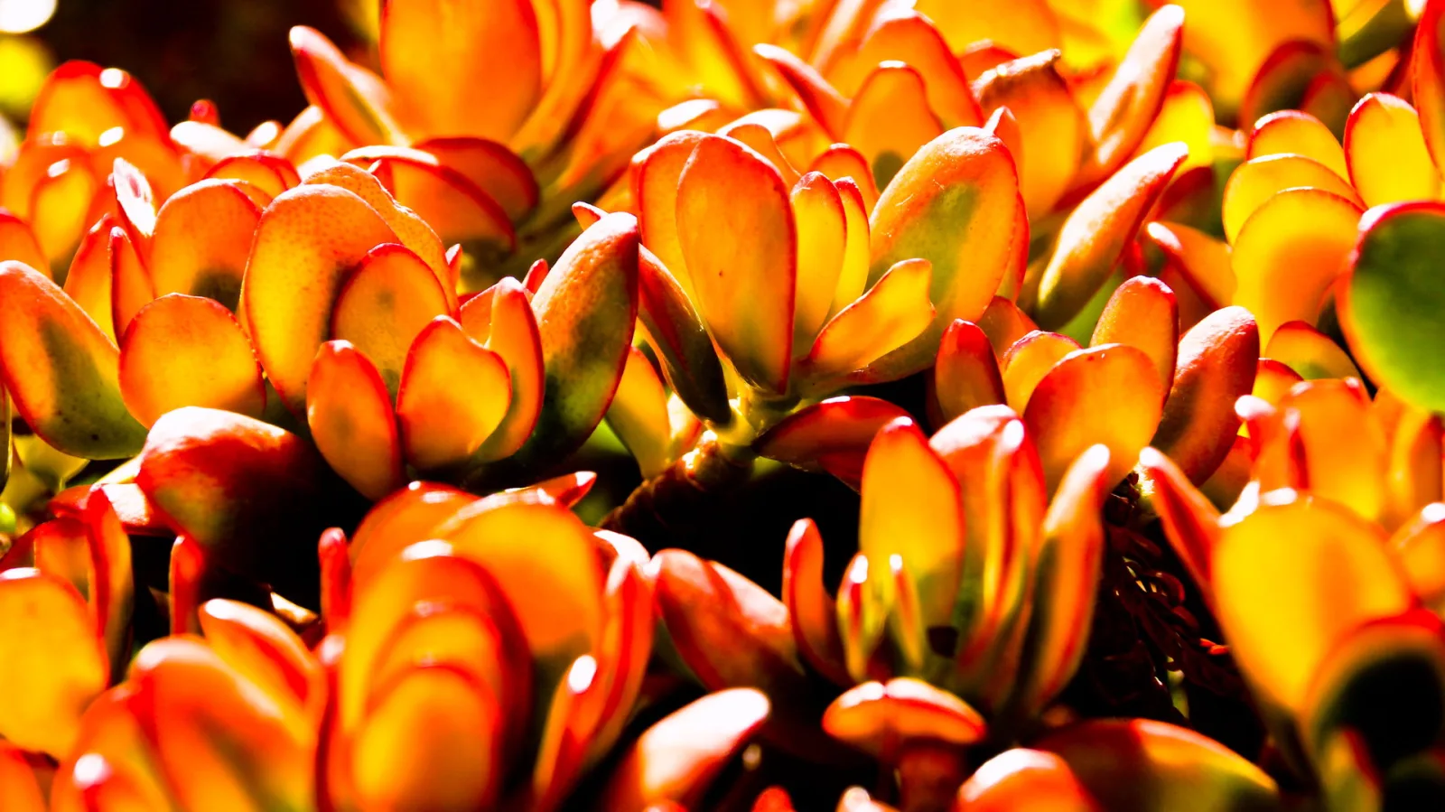 Nahaufnahme einer Sukkulente mit dicken, orange-gelben Blättern mit roten Rändern, von der Sonne im Gegenlicht durchleuchtet.