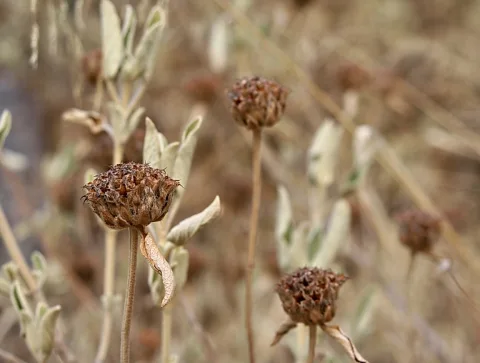 Vertrocknete braune Blütenköpfe auf dünnen Stängeln vor unscharfem, trockenem Gras in Beige- und Brauntönen.