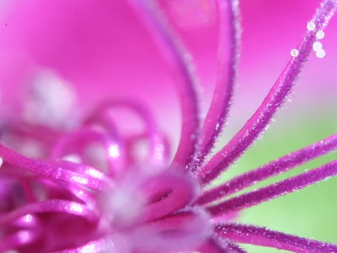 Makroaufnahme einer rosafarbenen Blüte mit spiralförmig gebogenen, behaarten Staubfäden, an deren Spitzen kleine helle Pollenkügelchen sitzen; im Hintergrund verschwimmt Grün.