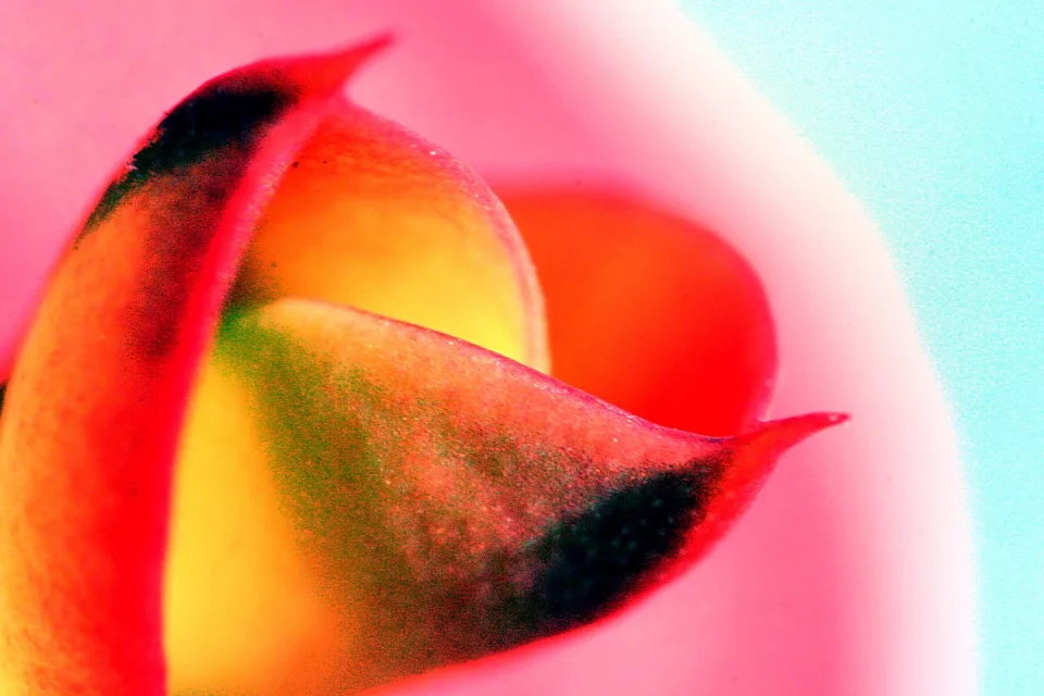 Nahaufnahme einer Blüte mit geschwungenen roten, orangefarbenen und gelben Blütenblättern vor rosafarbenem Hintergrund, rechts ein türkisfarbener Streifen