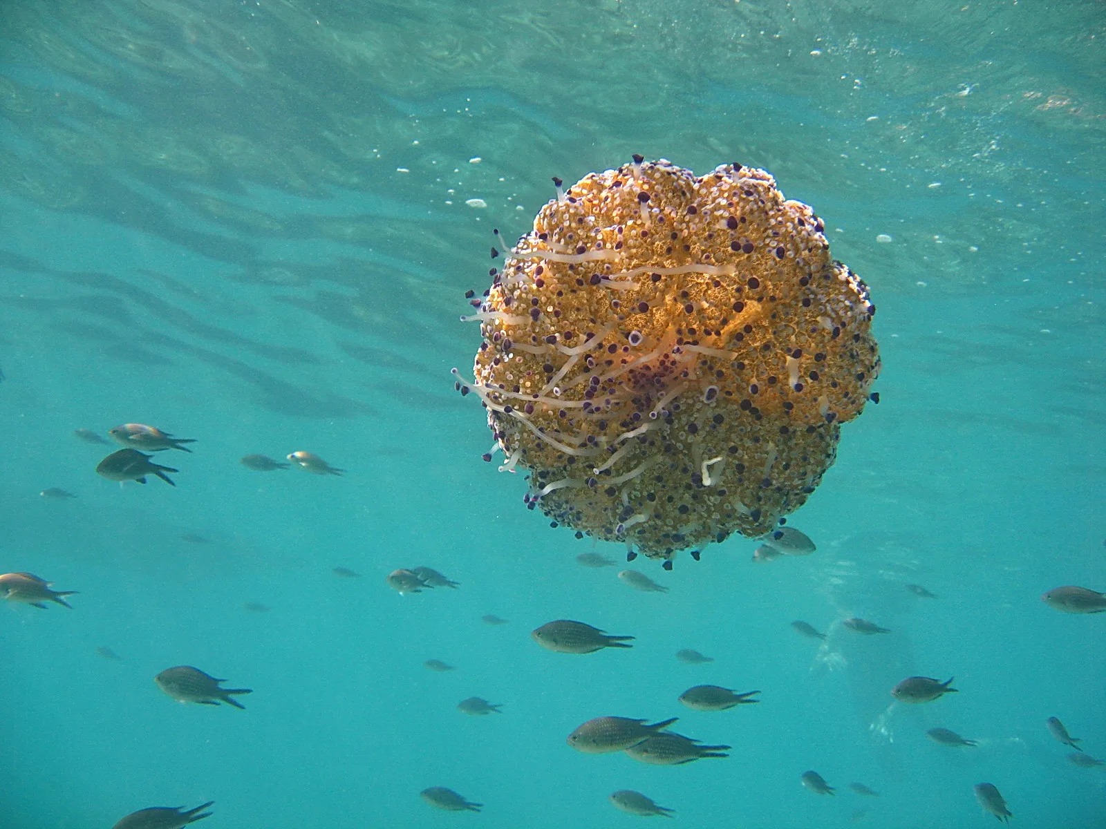 Eine orangefarbene Qualle mit hängenden Tentakeln schwebt im türkisfarbenen Wasser, darunter ziehen kleine Fische vorbei.