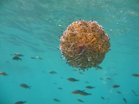 Eine orangefarbene Qualle mit hängenden Tentakeln schwebt im türkisfarbenen Wasser, darunter ziehen kleine Fische vorbei.