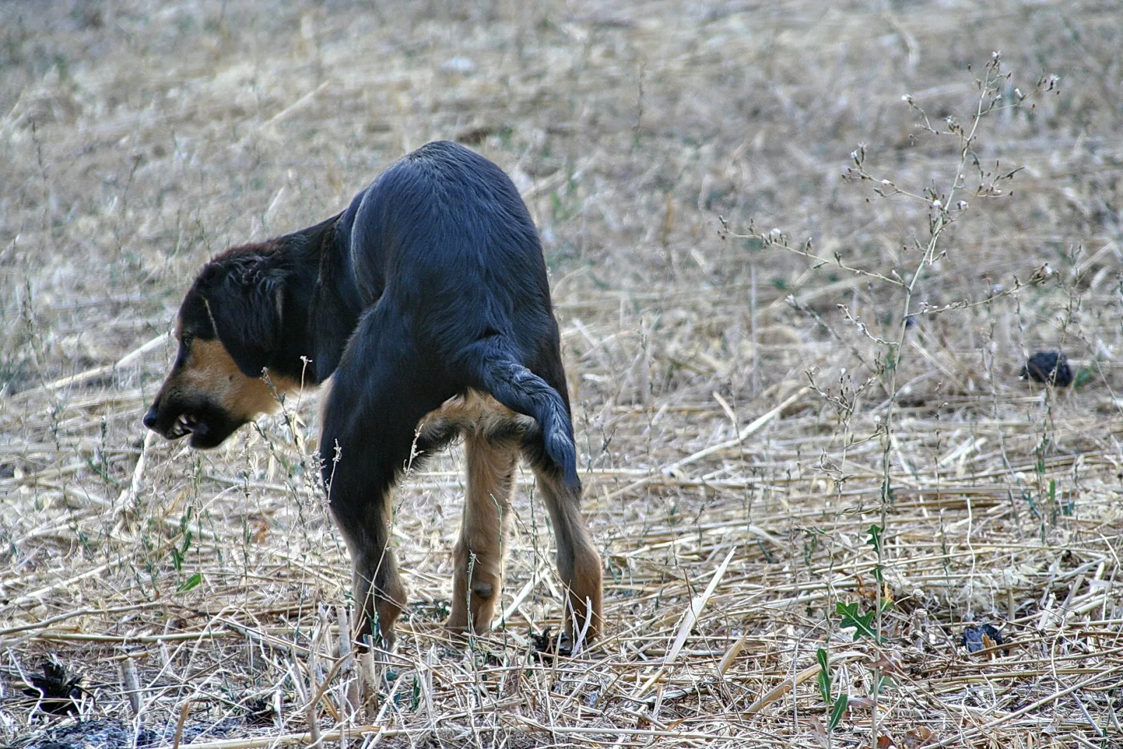 Schwarz-brauner Hund hockt von hinten gesehen auf vertrockneter Wiese und verrichtet seine Notdurft.