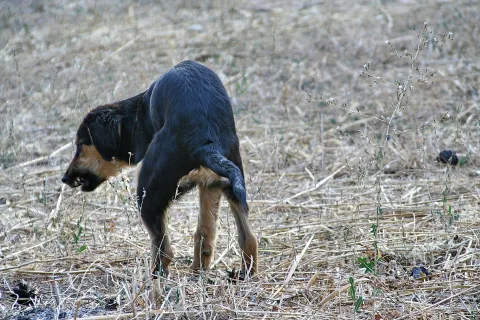 Schwarz-brauner Hund hockt von hinten gesehen auf vertrockneter Wiese und verrichtet seine Notdurft.