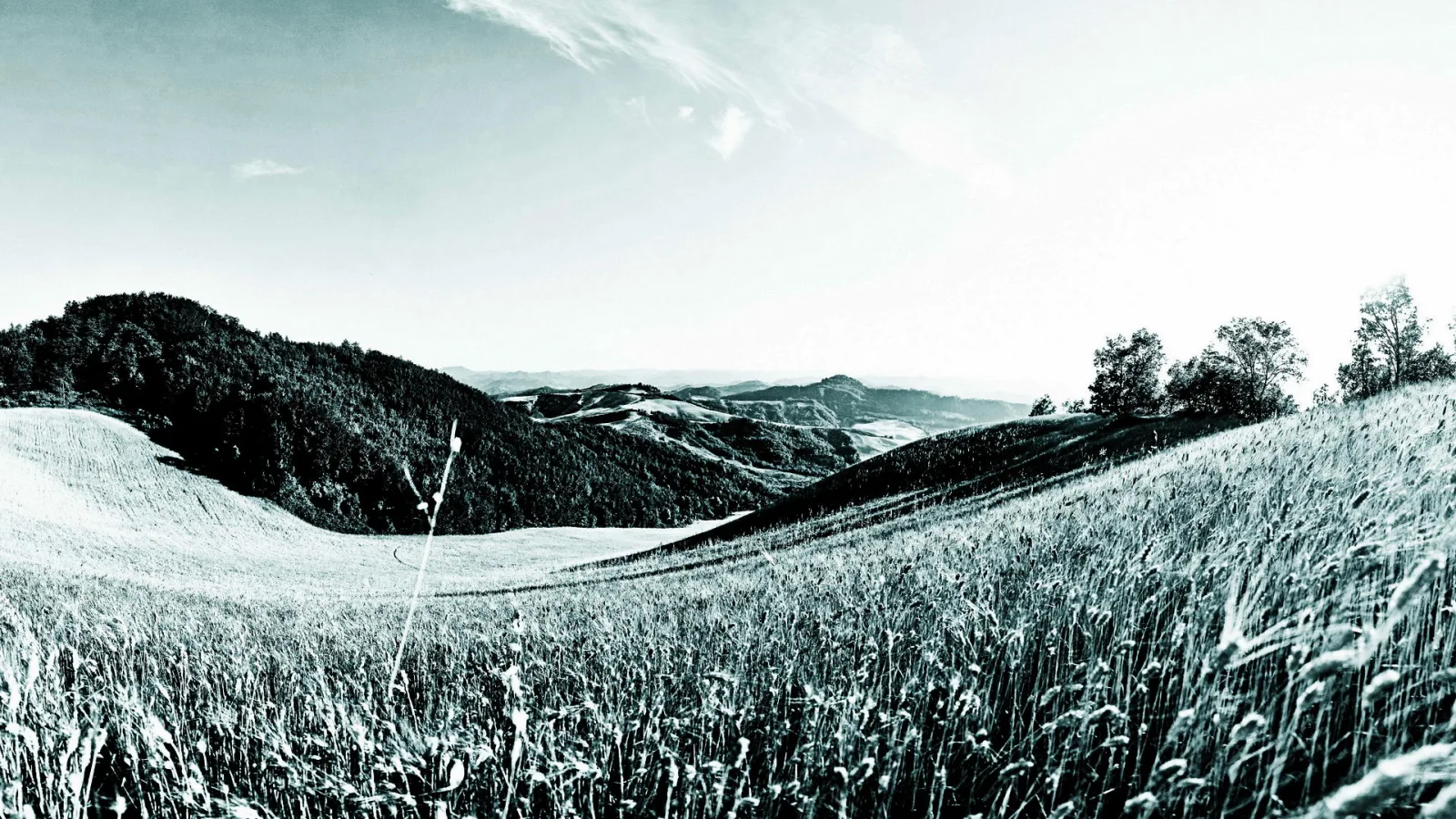 Schwarzweiß-Panorama von sanften Hügeln mit hohem Getreidefeld im Vordergrund, dichtem Wald links und einzelnen Bäumen rechts unter weitem, leicht bewölktem Himmel.