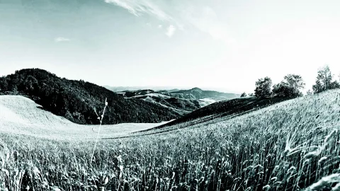 Schwarzweiß-Panorama von sanften Hügeln mit hohem Getreidefeld im Vordergrund, dichtem Wald links und einzelnen Bäumen rechts unter weitem, leicht bewölktem Himmel.