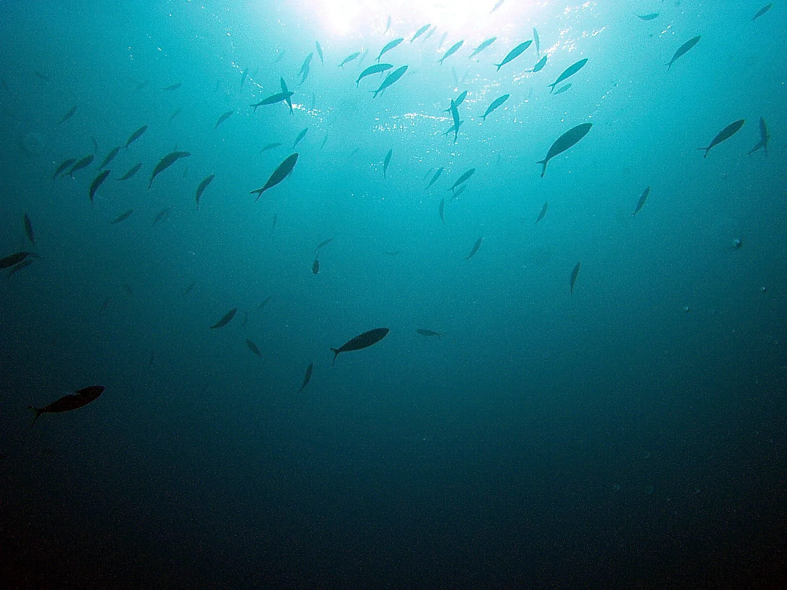 Ein Schwarm schlanker Fische schwimmt von unten gesehen durch blaues Wasser, oben bricht Sonnenlicht durch die Oberfläche.