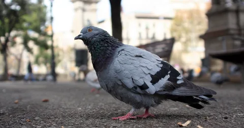 Eine blaugraue Taube mit orangefarbenen Augen steht seitlich auf einem Pflasterweg, im Hintergrund unscharfe Bäume, Gebäude und eine Bank.