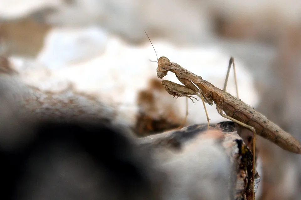 Eine braun-beige Gottesanbeterin sitzt seitlich auf einem Steinbrocken, im Hintergrund unscharfe helle und dunkle Flächen.