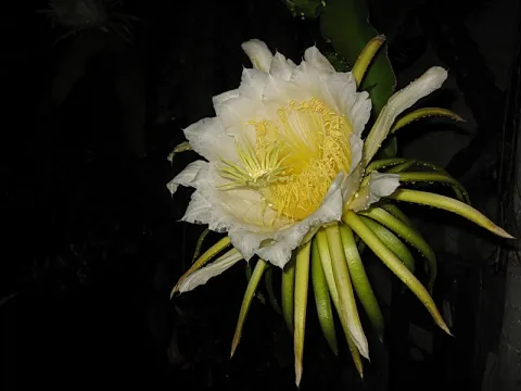 Eine große weiß-gelbe Kaktusblüte mit gelbem Blütenstempel und grünlich-gelben Blütenblättern vor schwarzem Hintergrund.