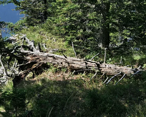 Ein morscher, entrindeter Baumstamm liegt quer durch einen Nadelwald, umgeben von hohem Gras und Jungpflanzen.
