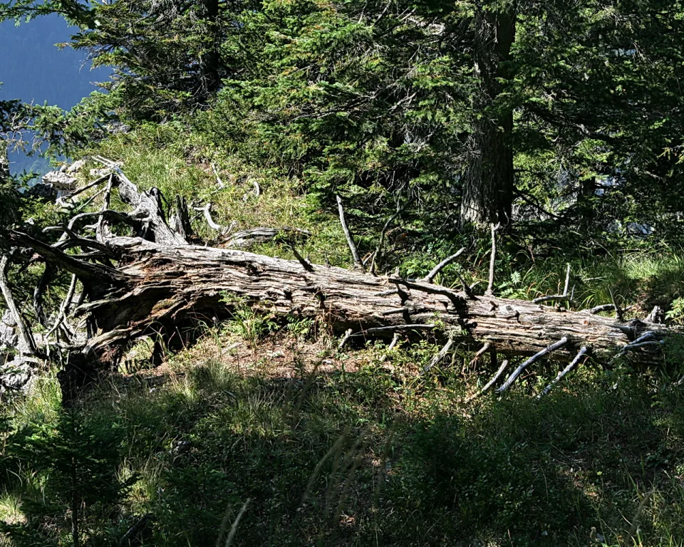 Ein morscher, entrindeter Baumstamm liegt quer durch einen Nadelwald, umgeben von hohem Gras und Jungpflanzen.