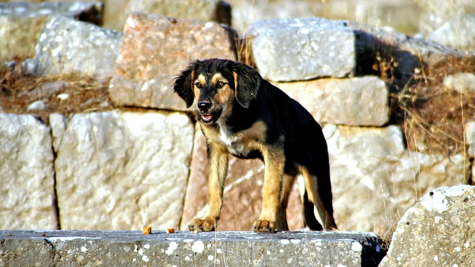 Ein schwarz-beige gefärbter Hundemischling steht auf einem grauen Steinblock vor einer Mauer aus hellen Steinquadern, im Hintergrund trockenes Gras.