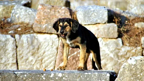 Ein schwarz-beige gefärbter Hundemischling steht auf einem grauen Steinblock vor einer Mauer aus hellen Steinquadern, im Hintergrund trockenes Gras.