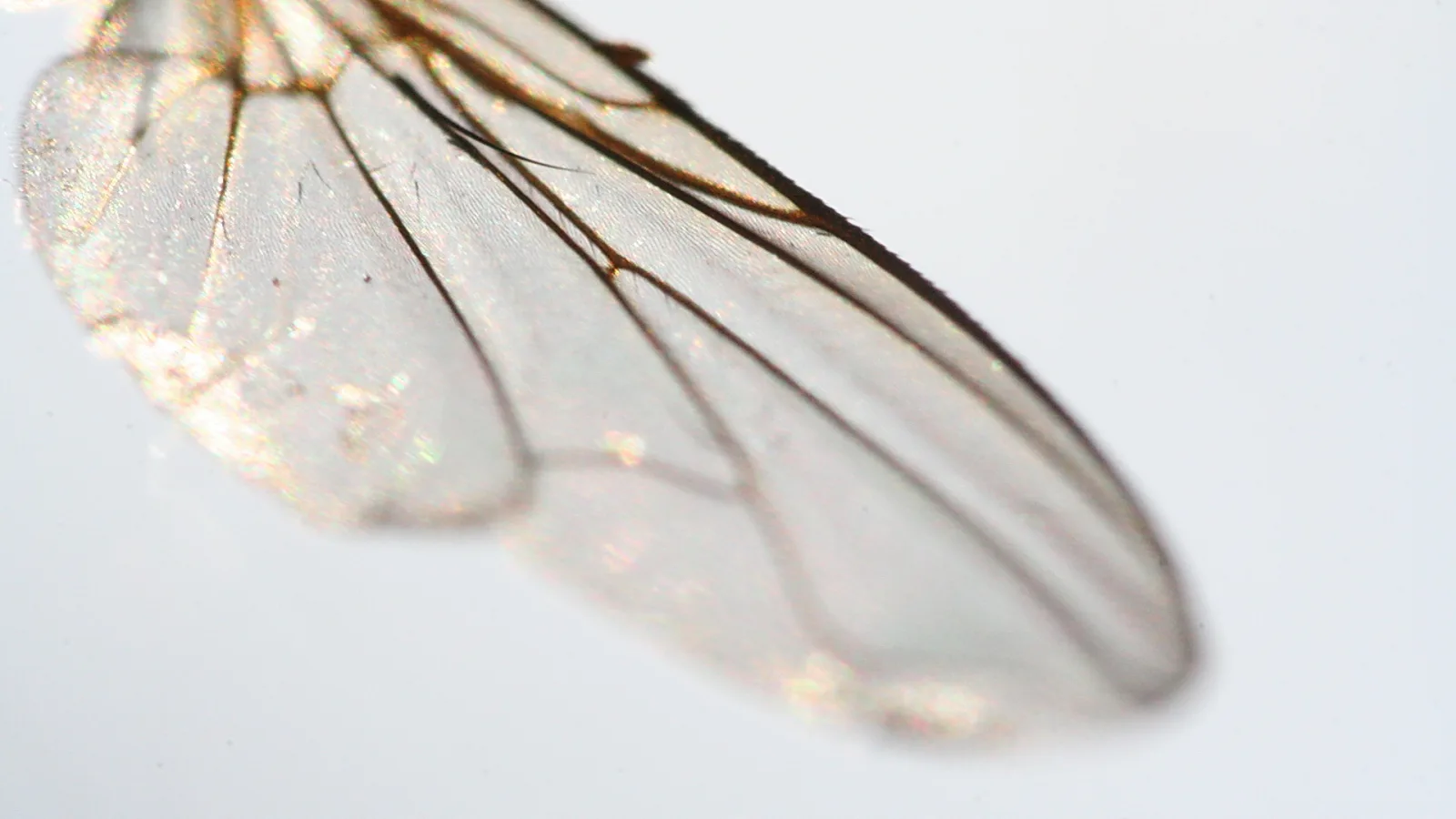 Durchsichtiger Insektenflügel mit brauner Aderung diagonal vor hellgrauem Hintergrund