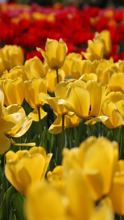 Ein Feld gelber Tulpen im Vordergrund, dahinter unscharfe rote Tulpen, Sonnenlicht auf den Blüten.