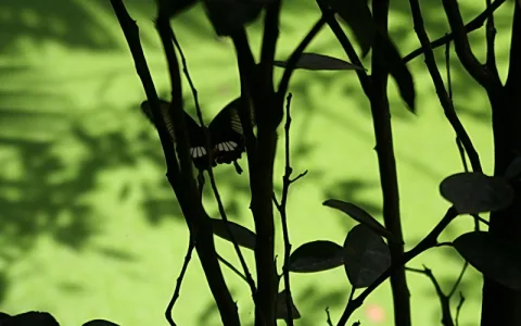 Dunkle Silhouette eines Schmetterlings zwischen Ästen und Blättern vor hellgrünem, schattigem Hintergrund.