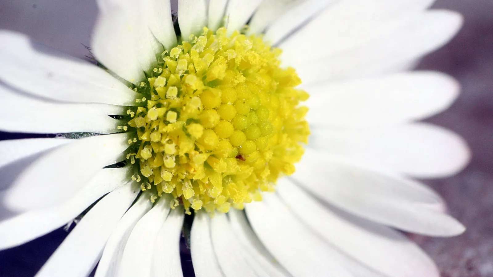 Makroaufnahme einer weißen Gänseblume mit gelber Blütenmitte, die Staubgefäße sind dicht sichtbar, die Blütenblätter laufen radial nach außen.