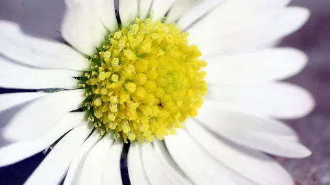 Makroaufnahme einer weißen Gänseblume mit gelber Blütenmitte, die Staubgefäße sind dicht sichtbar, die Blütenblätter laufen radial nach außen.