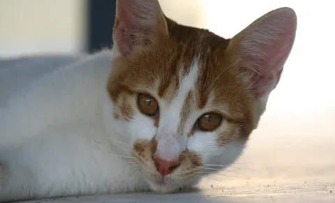 Orange-weiß gefleckte Katze liegt auf einer hellen Fläche und blickt direkt in die Kamera.