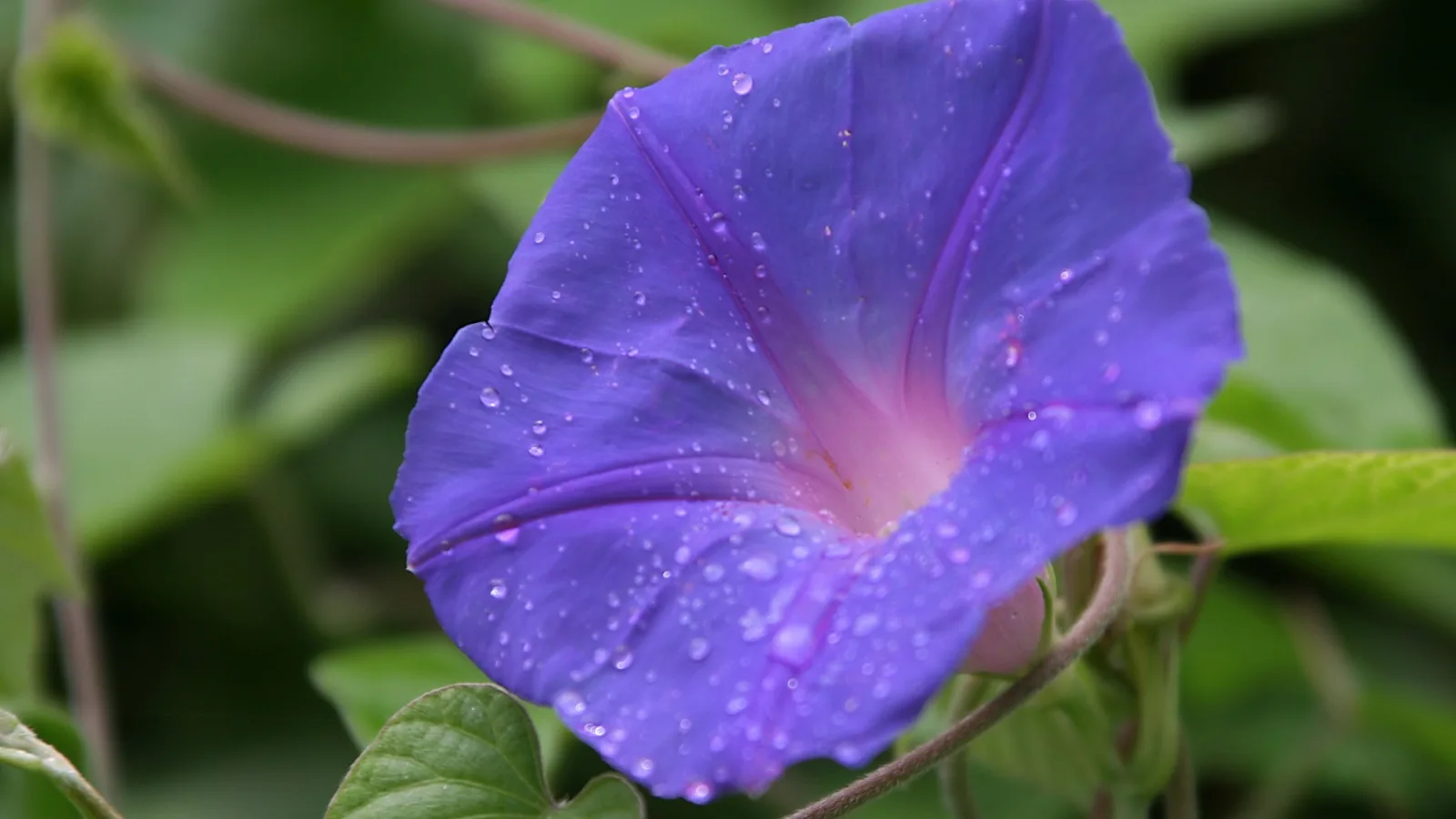 Blaue Trichterwindenblüte mit Wassertropfen vor unscharfem grünem Laub