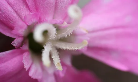 Nahaufnahme einer pinken Blüte mit weißen, gekrümmten Staubfäden und grünlichem Blütenstempel im Zentrum, Blütenblätter unscharf am Rand.