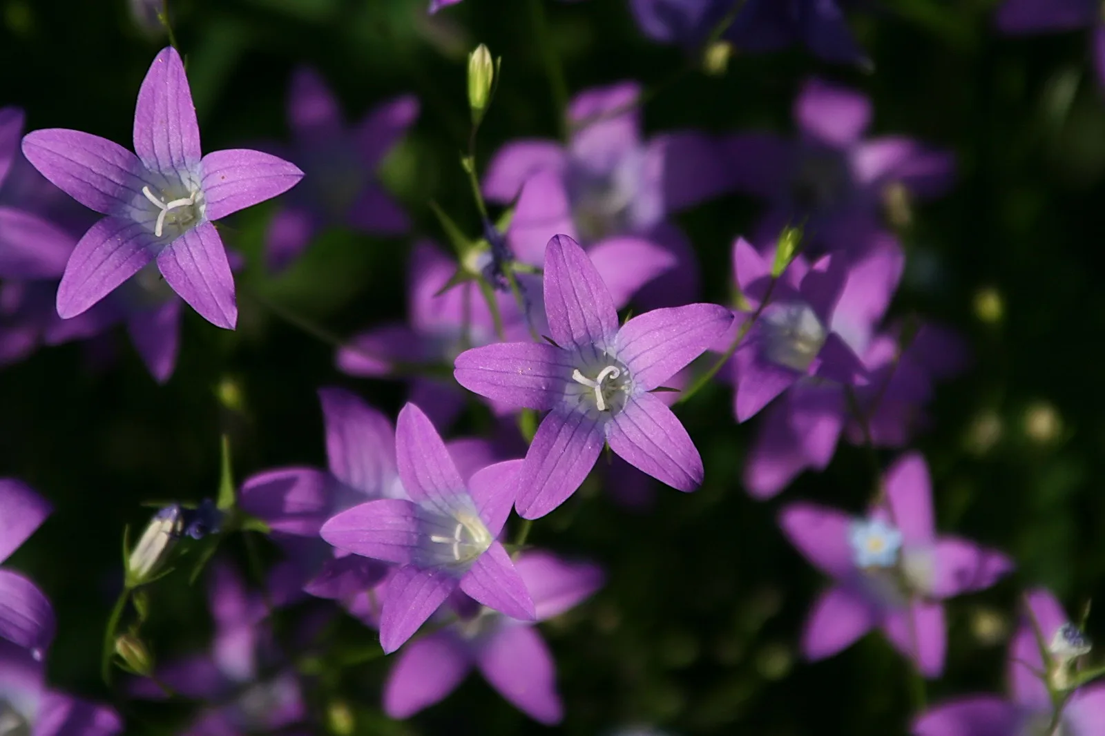 Mehrere violette, sternförmige Glockenblumen mit weißen Staubblättern vor dunkelgrünem Laub