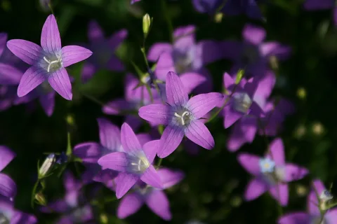Mehrere violette, sternförmige Glockenblumen mit weißen Staubblättern vor dunkelgrünem Laub