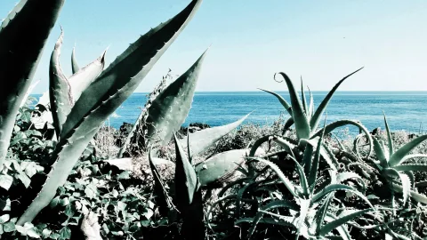 Mehrere Agaven und Aloen mit spitzen, gezähnten Blättern wachsen im Vordergrund, dahinter liegt das blaue Meer unter einem hellen Himmel.