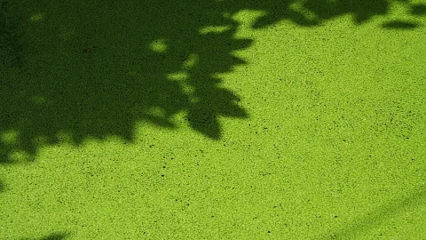 Dichte grüne Wasserlinsen auf einer Wasserfläche, links oben fallen dunkle Schatten von Blättern eines Baumes.
