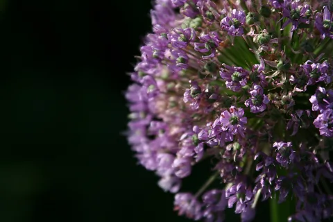 Nahaufnahme einer runden Blütenkugel aus vielen violetten Sternblüten mit grünen Knospen, rechts im Bild, links dunkler Hintergrund.