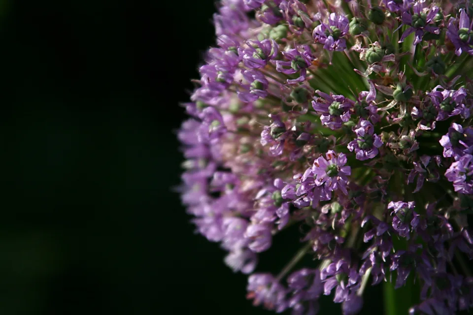 Nahaufnahme einer runden Blütenkugel aus vielen violetten Sternblüten mit grünen Knospen, rechts im Bild, links dunkler Hintergrund.
