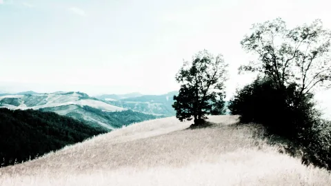 Zwei Bäume auf einer grasbewachsenen Hügelkuppe, dahinter sanft geschwungene Hügel und ein blasser Himmel.