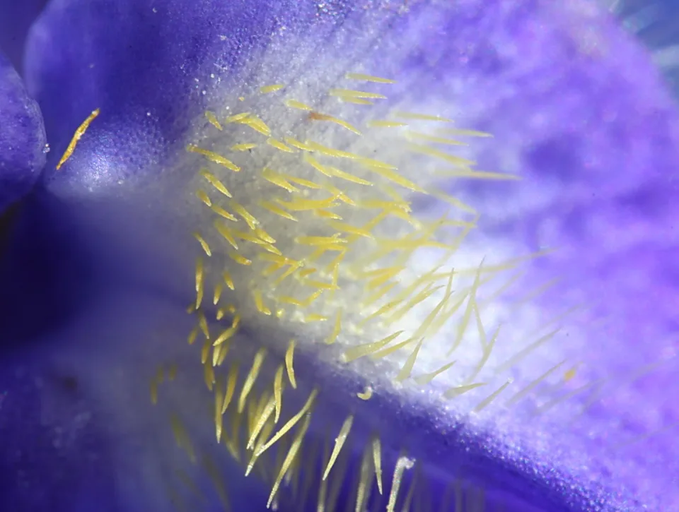 Makroaufnahme einer blauen Blüte mit gelben Staubfäden und feinen weißen Härchen im Zentrum